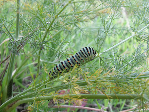 Larva di Papilio machaon